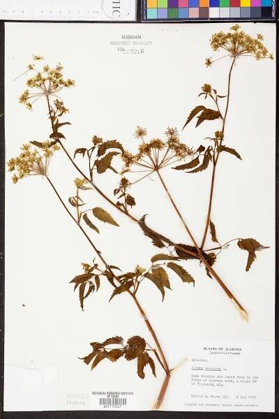 Cicuta maculata - Species Page - APA: Alabama Plant Atlas 
