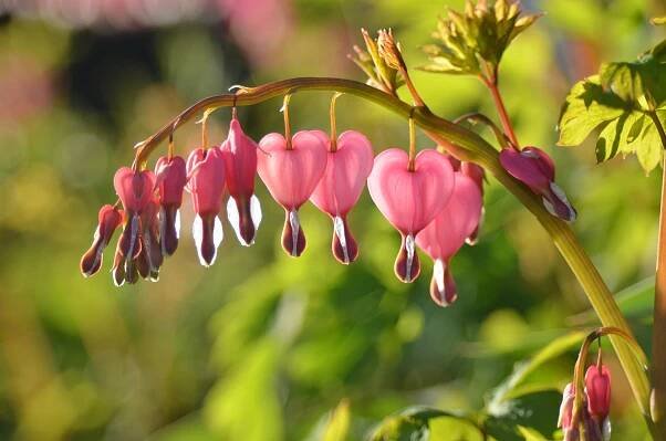 bleeding hearts.JPG