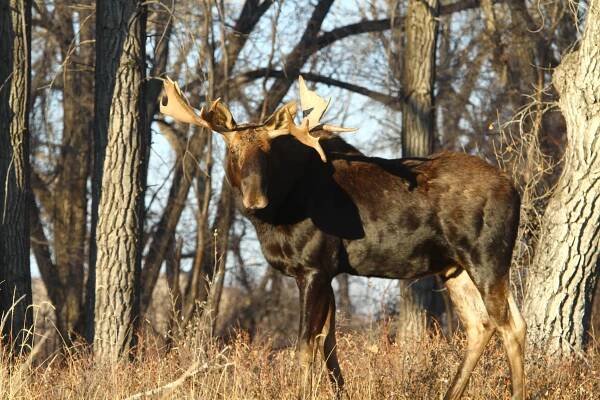 Wildlife › Village of Empress