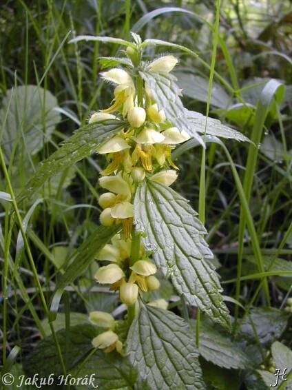 Galeobdolon luteum - pitulník žlutý