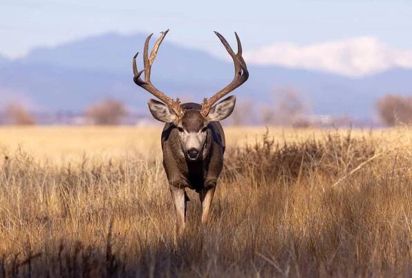 Mule Deer Buck na podzim v Coloradu stock fotka