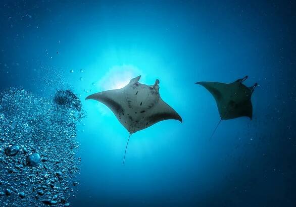 manta ray v indickém oceánu, maledivy - obře - stock snímky, obrázky a fotky