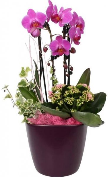 Aranžmá s orchidejí mix. v keramické nádobě pr. květináče cca 20 cm
