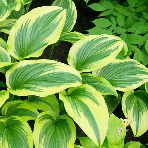 Frances Williams Hosta