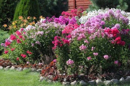 Záhonu kvetoucích Phloxe v zahradě — Stock obrázek
