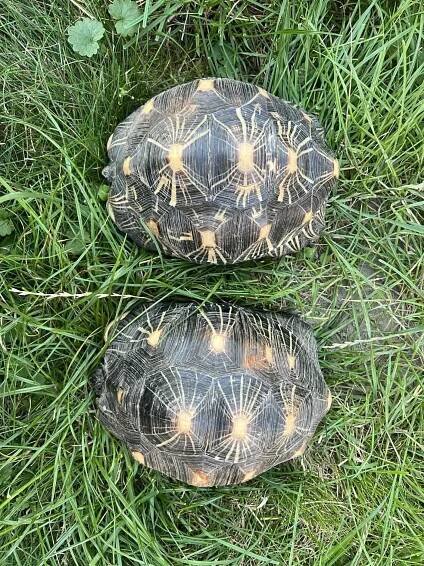 Prodám 2x želva paprsčitá | iFauna.cz