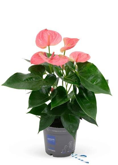 Karma Catalog – Karma Plants BV