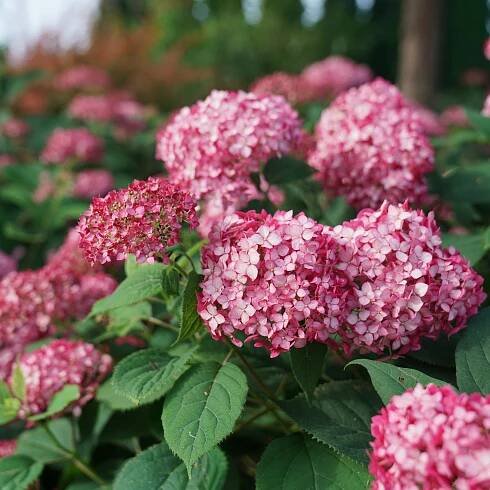 Hydrangea 'Ruby Annabelle' K9 - hortenzia
