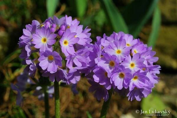 Prvosenka zoubkatá - Primula denticulata