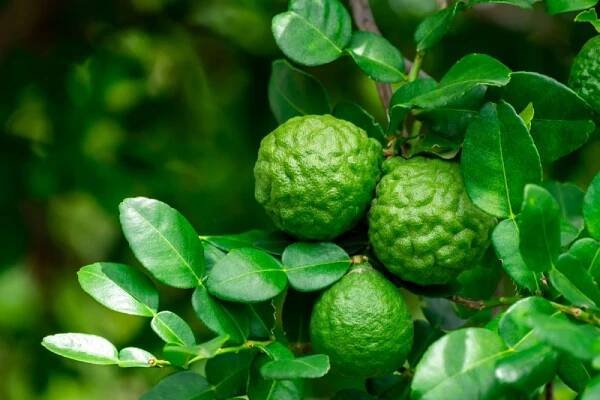 Bergamot: Účinky, vůně a použití tohoto citrusového pokladu