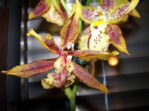 Pěstování orchidejí: jak dostat do formy Dendrobium nobile a oncidiovité