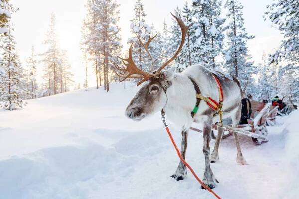 Finland is offering free trips to teach people how to be happy