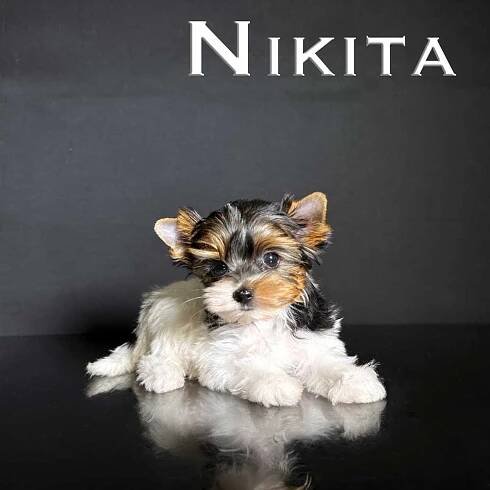 Nikita Mini Biewer Terrier Girl