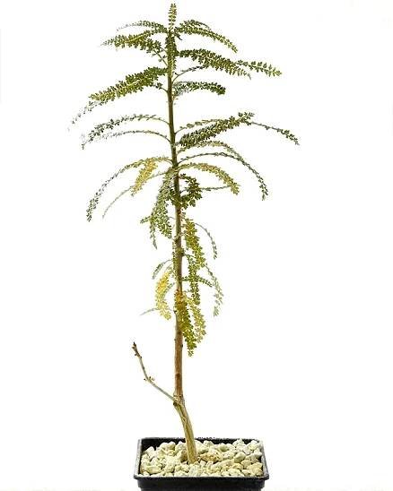 Boswellia socotrana – Big