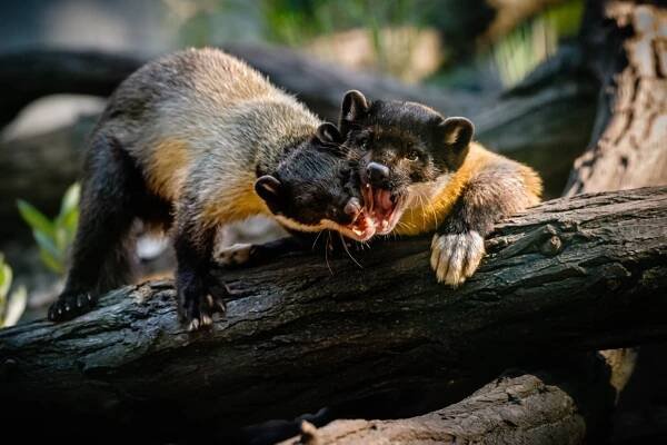 Zoopark Chomutov - otevírací doba, vstupné, ubytování, zvířata, ceník, akce