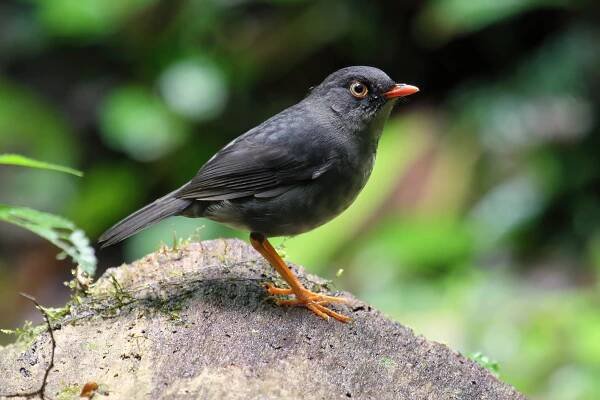 Slaty-backed nightingale-thrush