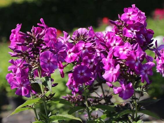 Phlox paniculata 'Adessa Special Purple Star' - Zahradní centrum 