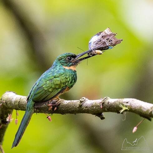 Costa Rica & Amérique Centrale - Faune - Joel DELMASJoel DELMAS