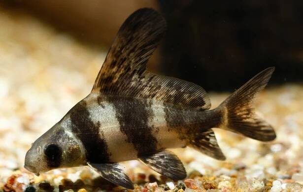 Kaprovec čínský (Myxocyprinus asiaticus)