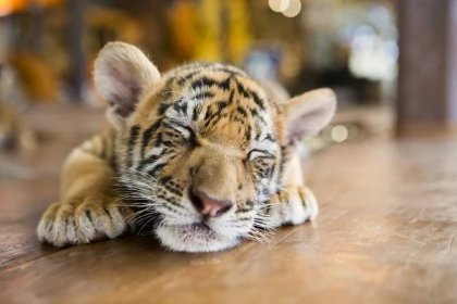 Dítě tygr stock fotografie, royalty free Dítě tygr obrázky | Depositphotos