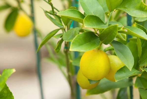 Why Your Lemon Tree Leaves Are Turning Yellow, and What to Do About It