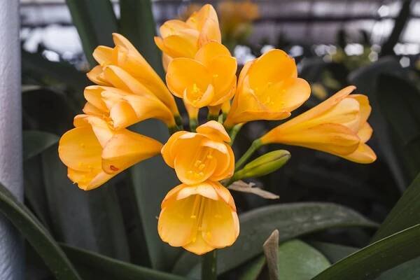 Colorado Clivia plant number 2496D.  Clivia miniata, Japanese Daruma Yellow x HDY Best 5 Star.