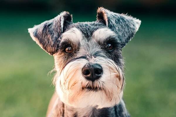 Teacup Schnauzer