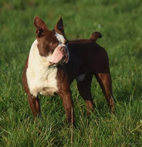 Boston terrier - Sidney