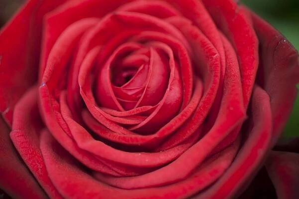 La Rose Rouge Fleuriste à Saint Malo