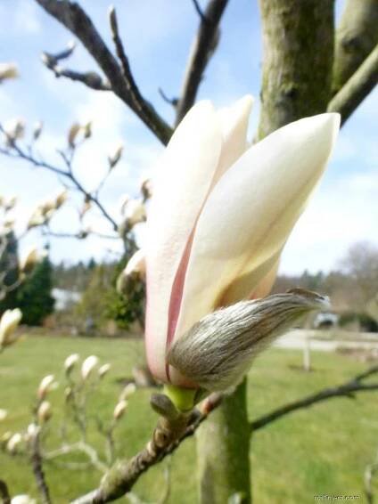Šácholan Zenův (Magnolia zenii)
