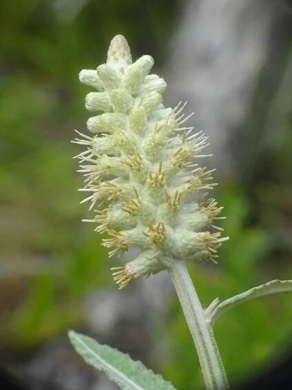 Pterocaulon pycnostachyum
