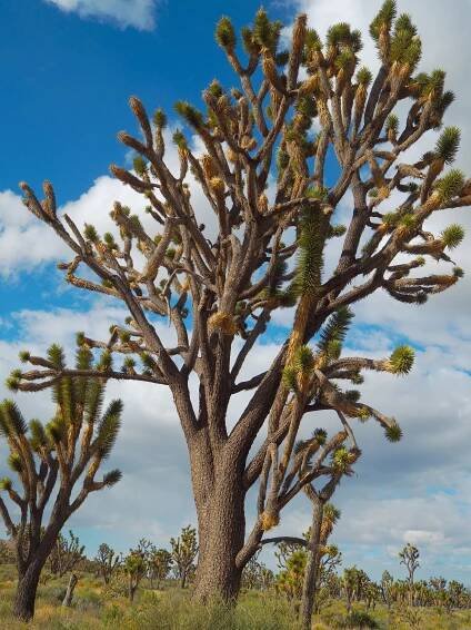 Joshua Tree – Joshua Tree National Park