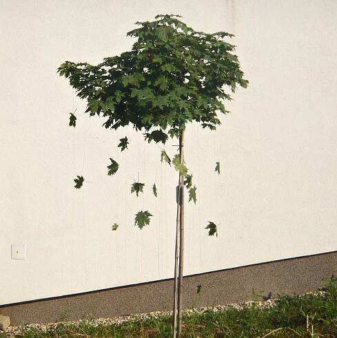 strom.jpg