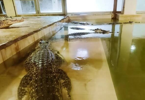 Krokodýlí zoo protivín