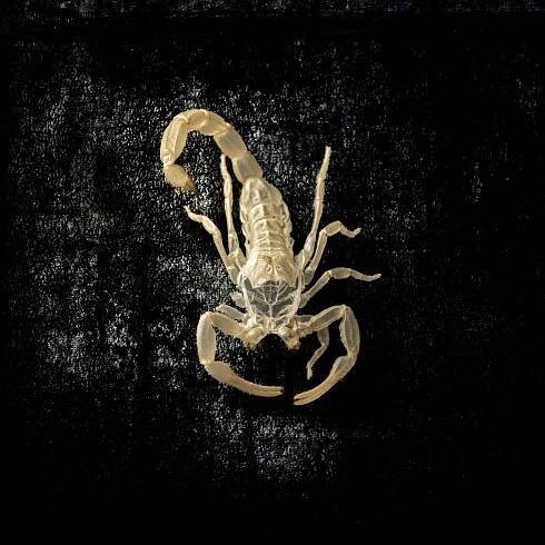 Scorpion Black Layer 2.jpg