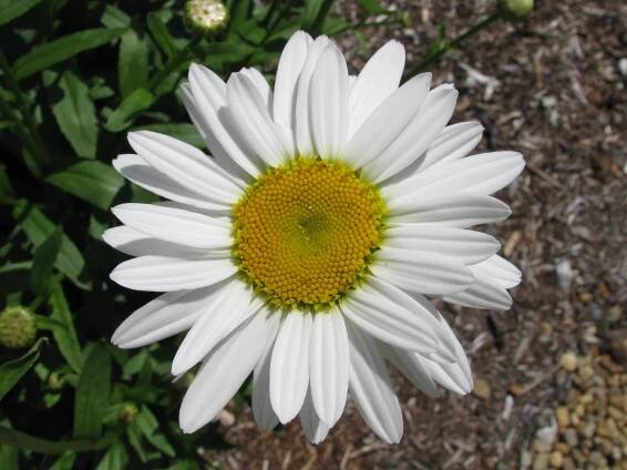 Leucanthemum × superbum