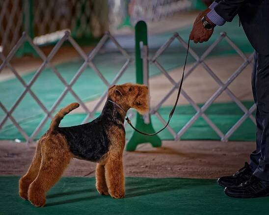 GCh. Ch. Abbeyrose Captain Jack, July 2018 by Mark Adsit, Courtesy Mary Duafala (Abbeyrose).