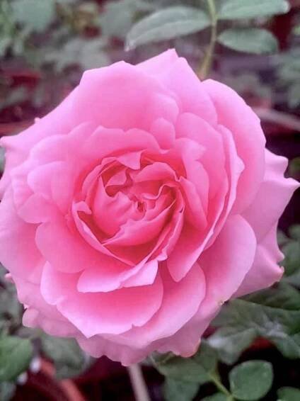 ‘Sweet Lady’ Rose