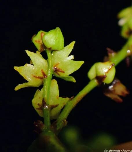 Sageretia thea – eFlora of India
