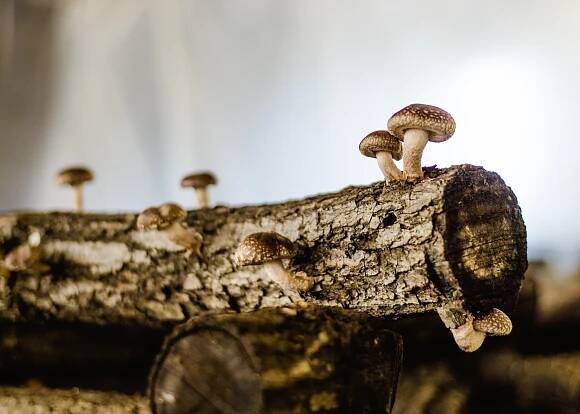Podpořte pěstování bio hub True Shiitake na HitHit - Proti šedi