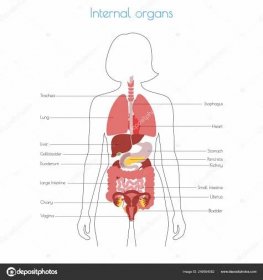 Lidské vnitřní orgány vektor