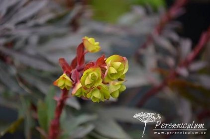 Euphorbia amygdaloides 'Purpurea' | Perenniculum