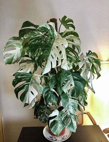 Ahojte, prosim, kolegyna velmi tuzi po ratlinke - izbovy kvet - Monstera variegata /alba /panasovana. Neviete kde by som ju kupila? V Obi/Hornbach a pod maju raz za rok, kvetinarstva vobec, resp. cena 400 e 🙈
Kludne aj cele Slovensko a hranicne staty.
Dakujem - Obrázok č. 1
