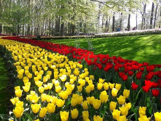 Holandsko je zemí tulipánů, ale nejde jí o jejich květy. Zjistěte, proč tomu tak je a jak tam probíhá jejich pěstování