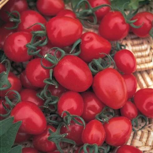 tomato Red Alert