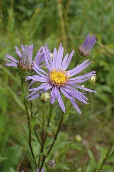 Hvězdnice chlumní velkoúborná - Aster amellus subsp. bessarabicus 2