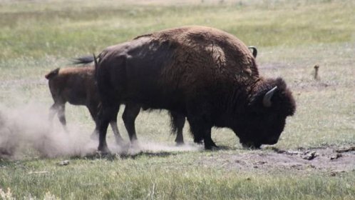 Z farmy na Jindřichohradecku utekli bizoni, lidé by měli být opatrní