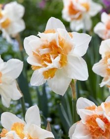 Narcis Replete (plnokvětý, oranžovo-bílý)