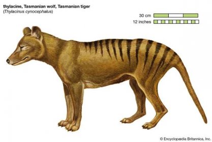 thylacine (extinct marsupial)