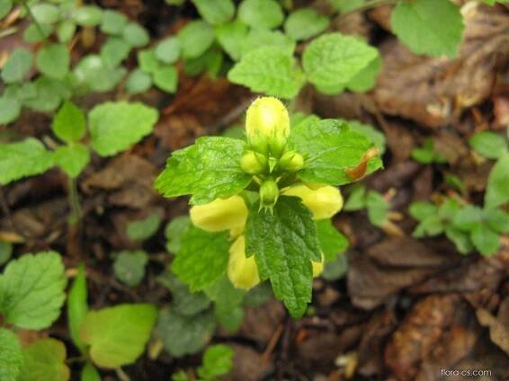 Pitulník žlutý (Galeobdolon luteum)